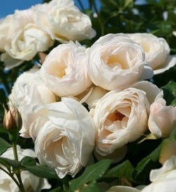 Uetersener Klosterrose DONICZKA