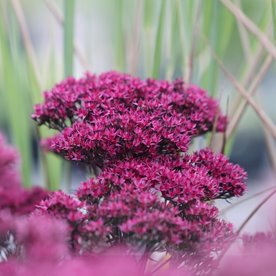 Rozchodnik karpacki "Thunderhead