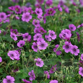 Bodziszek "Pink Penny"