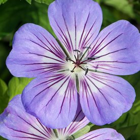 bodziszek Wallicha "Havana Blues"