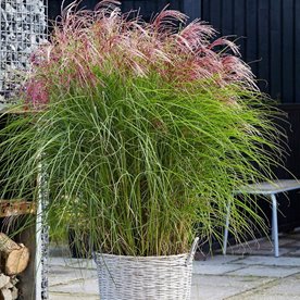 Miskant chiński ‘Flamingo’