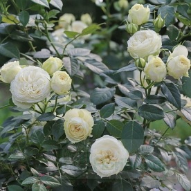 Lemon Rokoko DONICZKA