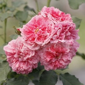Rosarium