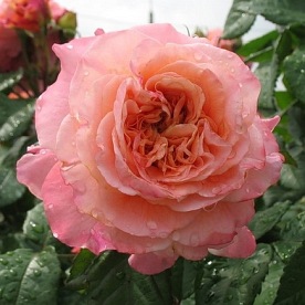 Augusta Luise PIENNA