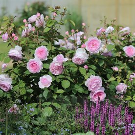 Olivia Rose (AUSmixture)