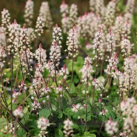 Tiarella "Spring Symphony"