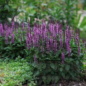 Szałwia omszona "Midnight Rose"