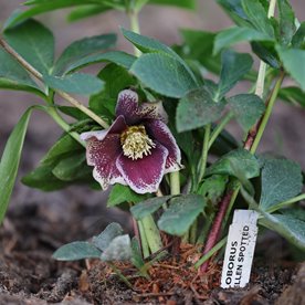 Ciemiernik orientalis "Pretty Ellen Spotted"