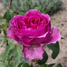 Adore Aroma (Bozarom015)