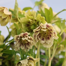 Ciemiernik "Double Ellen Yellow Spotted"