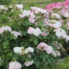 Madame Anisette ® "PARFUMA"