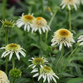 jeżówka Papallo® "Semi Double White"