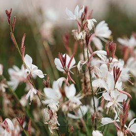 Gaura lindheimeri Gambit® Compact White