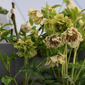 Ciemiernik "Double Ellen Yellow Spotted"