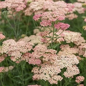 Krwawnik pospolity "Lachsschonheit"