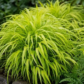 Hakonechloa smukła 'All Gold’