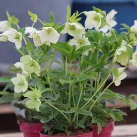 Ciemiernik orientalis "Pretty Ellen White"