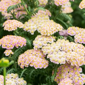 Krwawnik 'Skysail Bright Pink'