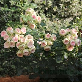 Pashmina/ Pompon Flower Circus