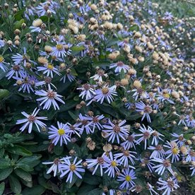 Aster żeniszkowaty "Adustus Nanus"
