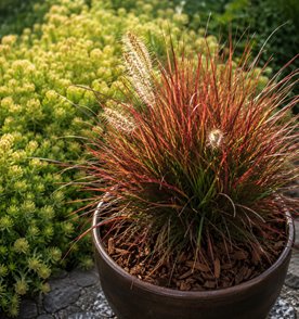 Rozplenica japońska 'Burgundy Bunny'