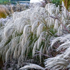 miskant "Silver Charm"