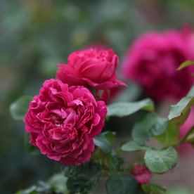 Highclere Castle Climbing