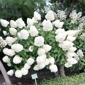 Hortensja bukietowa "Polar Bear"