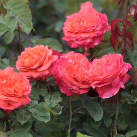 Emilien Guillot (Masemgui)