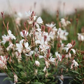 Gaura lindheimeri Gambit® Compact White
