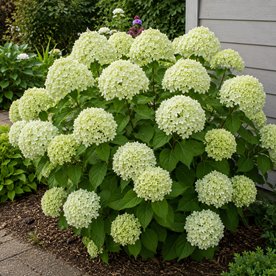 Hortensja bukietowa 'GardenLights® Greenlight’