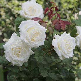 Jan Paweł II/ Pope John Paul II PIENNA