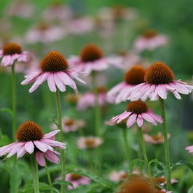 Jeżówka purpurowa "Skipper Pink"