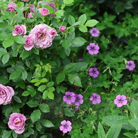 Bodziszek "Pink Penny"