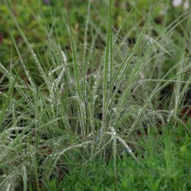 Palczatka miotlasta "Ha Ha Tonka"