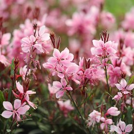 Gaura Gambit Compact "Rose Pink"