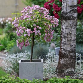 Lavender Dream PIENNA ( PIEŃ 60 CM)