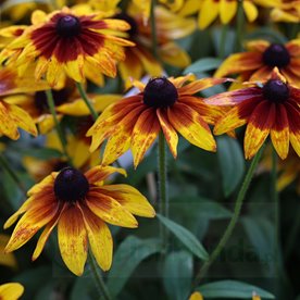 Rudbekia Sunbeckia® Sarah