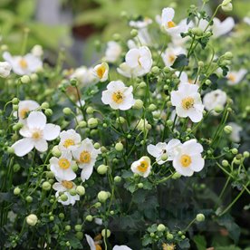 Zawilec Summer Breeze Snow