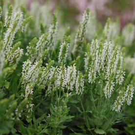 Szałwia omszona 'Sensation White'