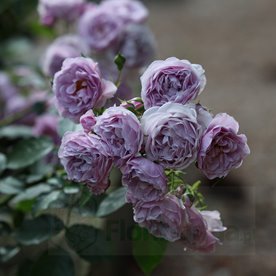 Nautica (KORcharblu)