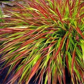 Hakonechloa "Mulled wine"