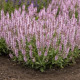 szałwia "Feathers Flamingo"