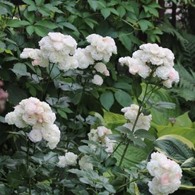 Bouquet Parfait (LENbofa)