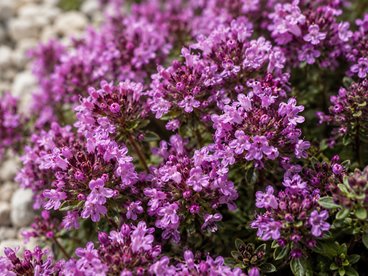 Macierzanka wczesna "Creeping Red"