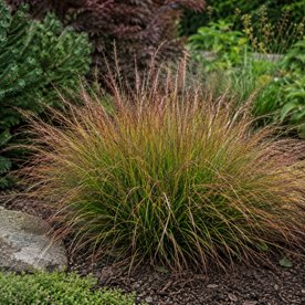 Rozplenica japońska 'Burgundy Bunny'