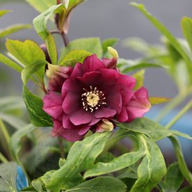 Ciemiernik "Double Ellen Red"