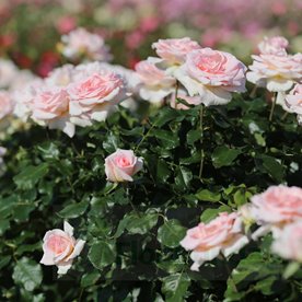 Johann Strauss PIENNA