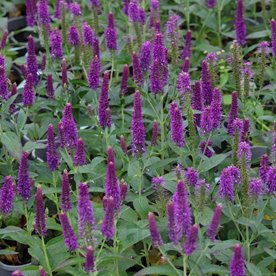 Przetacznik Lancita "Purple"