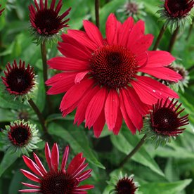 Jeżówka Pearl™ Deep Red